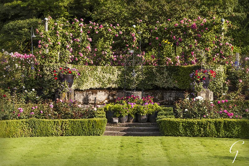 Formal Rose Garden at Butchart Gardens, Victoria