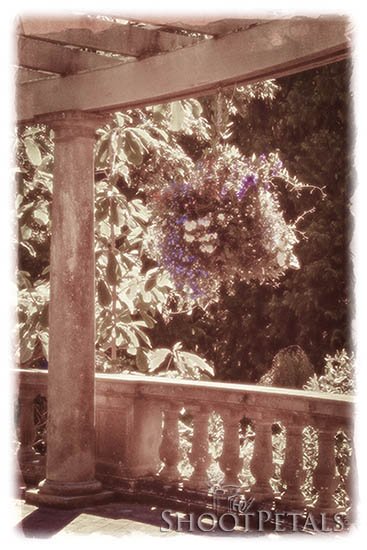 Hanging Plant in the Italian Garden At Hatley Castle