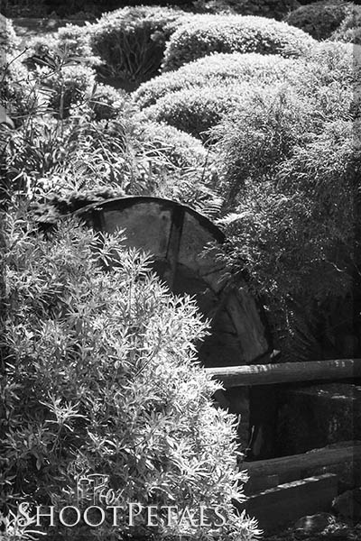 Rounded Bushes and Water Wheel In Black and White