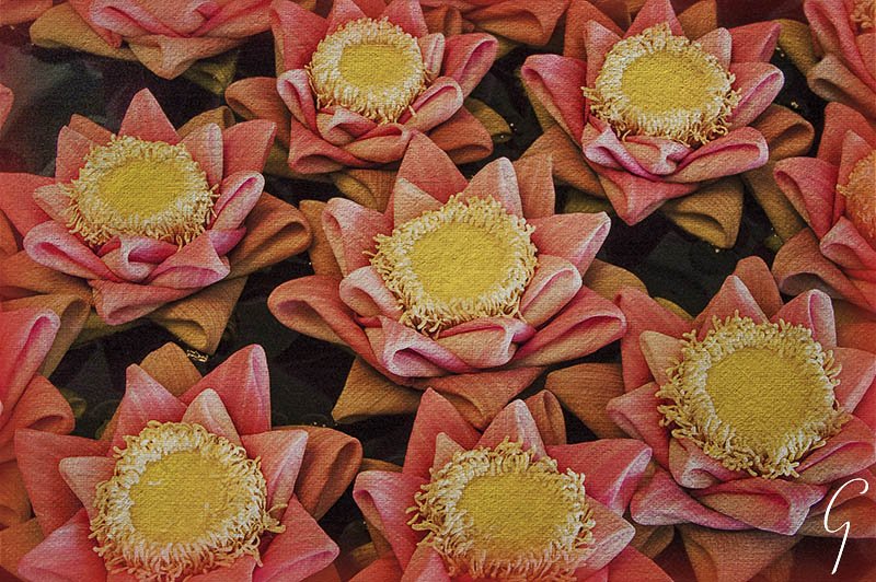 Folded Lotus Blossoms in Hotel in Siem Reap, Cambodia