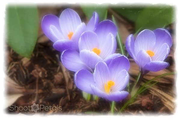 Dreamy purple-blue spring crocuses