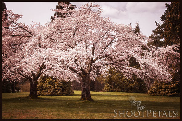 Two Graceful Cherry Blossom Trees