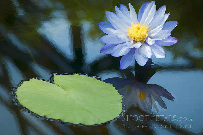 Painterly Blue Australian Water Lily