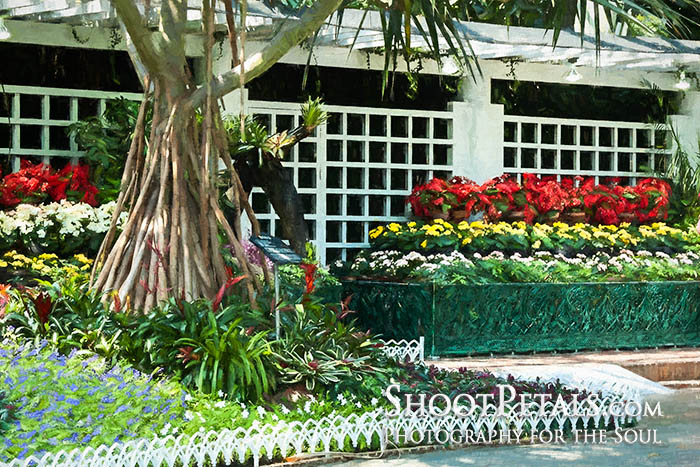 Begonias, Yeomiji Indoor Flower Garden